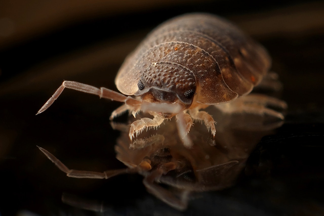 control bed bugs in your home