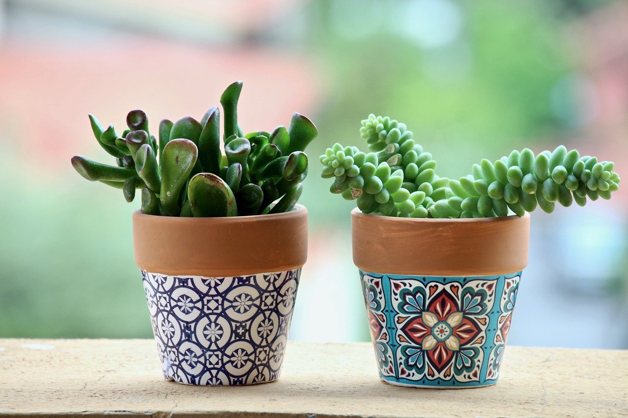 benefits of having succulent plants